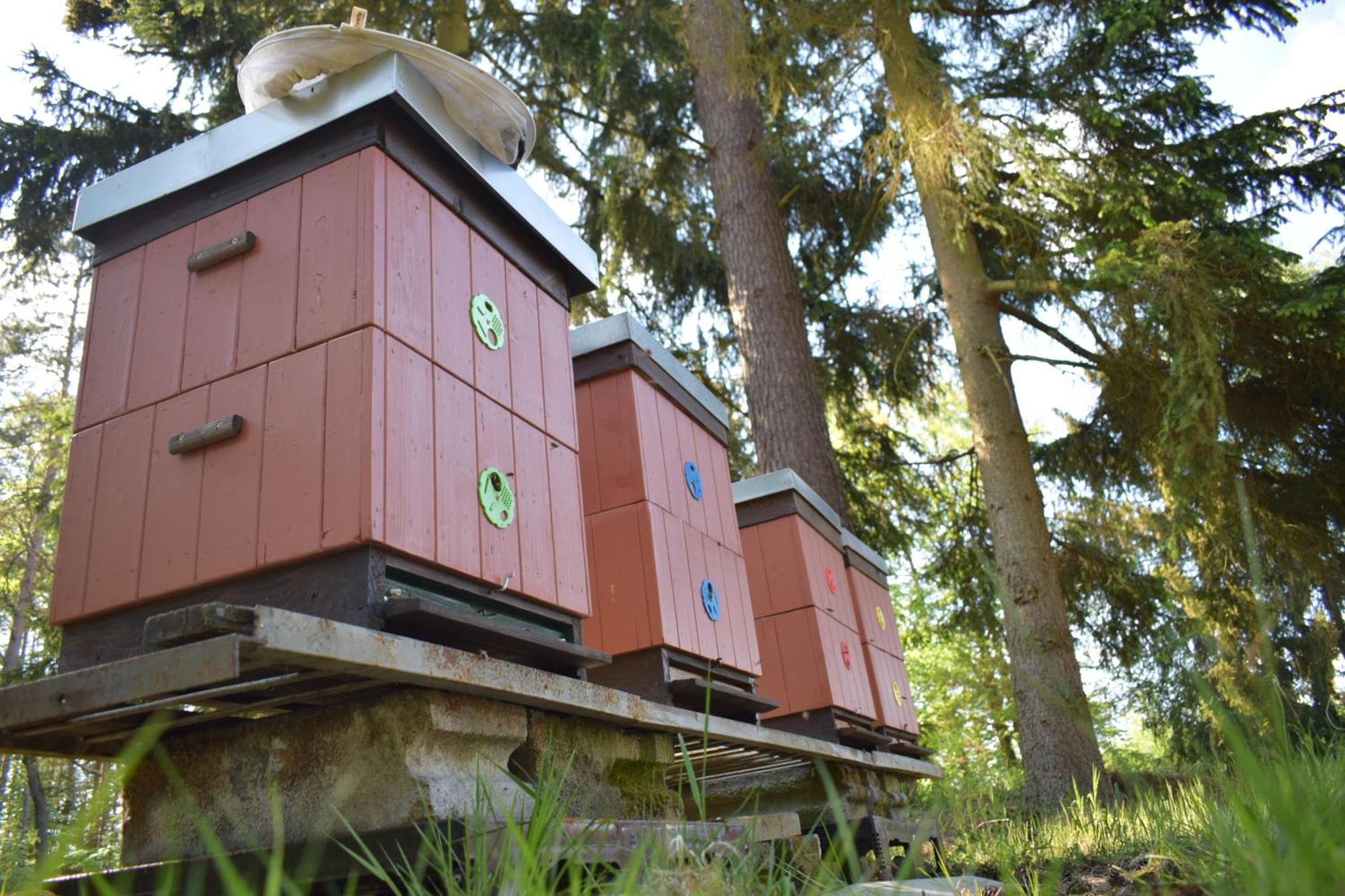 Hotel Treehouse U Rybnika Osecna Exterior foto